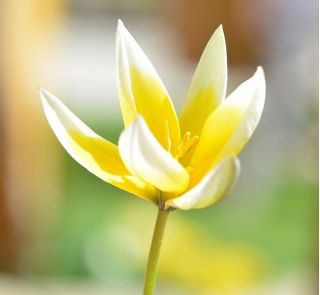郁金香植物混合 - 郁金香植物混合 -  5个洋葱 - Tulipa botanical 