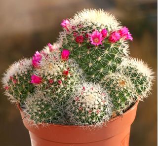Vortekaktus - mix - 50 frø - Mammillaria