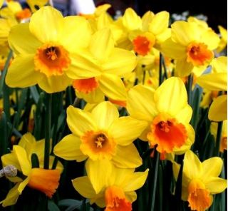 Narcissus Jetfire - Daffodil Jetfire - 5 bulbs