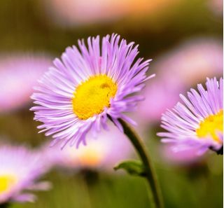 Daisy Fleabane - Blue Variety - Erigeron speciosus - 700 seeds