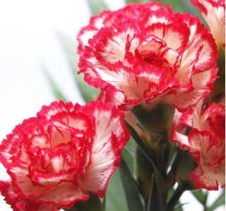 Raspberry Ripple Carnation seeds - Dianthus caryophyllus - 110 seeds