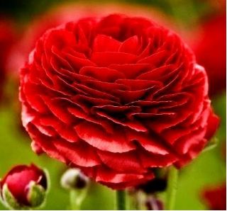 Жовтець, Жовтець Червоний - 10 цибулин - Ranunculus