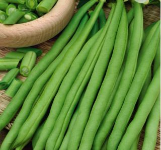 Feijão - Esterka - Phaseolus vulgaris L. - sementes