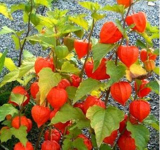 Talvi kirsikka, virtsarakon siemenet - Physalis alkekengi - 165 siemeniä - Physalis alkekengi var. Franchetti