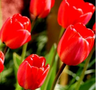 郁金香春歌 - 郁金香春歌 -  5个洋葱 - Tulipa Spring Song