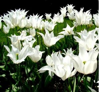 Tulipa Sapporo - Tulipán Sapporo - 5 květinové cibule - Tulipa Saporro