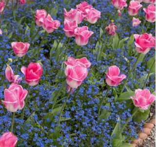 Tulipan Innuendo - pakke med 5 stk - Tulipa Innuendo