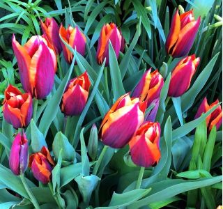 Tulpansläktet Slawa - paket med 5 stycken - Tulipa Slawa