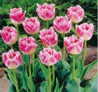 Tulipan 'Fancy Frills' - stor pakke - 50 stk.