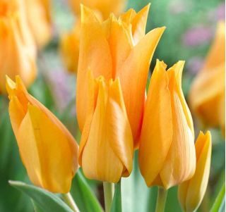 Tulipa Praestans Shogun - Tulip Praestans Shogun - 5 bulbs