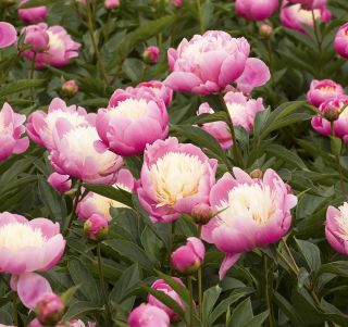 Paeonia - Bowl of Beauty