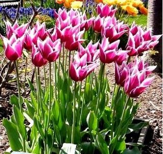 Tulipa Claudia - Tulip Claudia - 5 bulbs