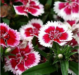 Chinesische Nelke Merry-Go-Round Samen - Dianthus chinensis - 330 Samen