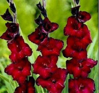 Gladiolus, Gladiole, Schwertblume Black Surprise - 5 Zwiebeln