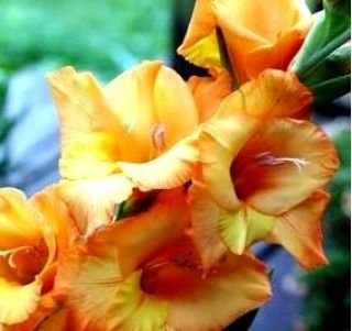 Gladiolus, Gladiole, Schwertblume Princess Margaret Rose - 5 Zwiebeln