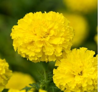 Tagetes Erecta - Afrikaan - 270 zaden - Mann Im Mond