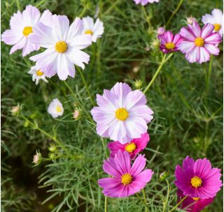 Sementes Cosmos Vega Mix - Cosmos bipinnatus - 150 sementes