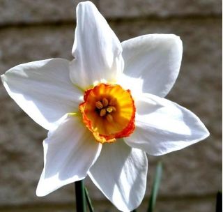 Narcissus Actaea - Daffodil Actaea - 5 bulbs