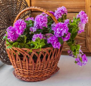 Petunia gefüllte Duo F1 Samen - Petunia multiflora fl.pl. - 10 Samen