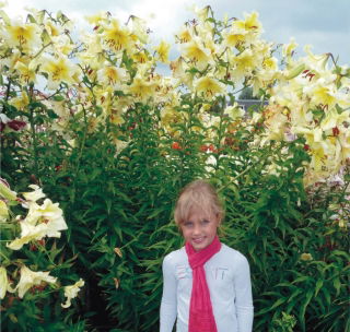 Pohon lily - Orania - paket besar! - 10 buah - 