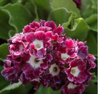 Garten-Aurikel - Primula x pubescens – 110 Samen