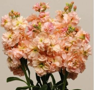 Garten-Levkoje 'Excelsior' - lachsrosa