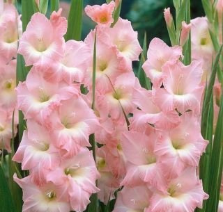 Gladiolus Rose Supreme - 5 bulbs