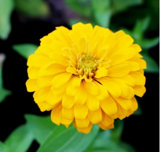 Dwarf garden zinnia "Dwarf" - yellow - 90 seeds