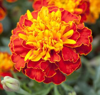 فرنگی فرانسوی "Pirat" - تنوع در حال رشد کم، شکوفه عسل و ماهان - Tagetes patula nana - دانه