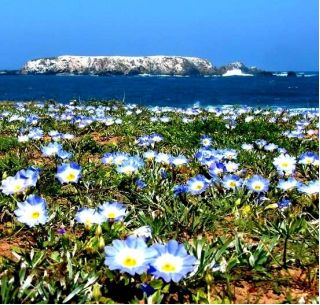 Семена от Nolana Blue Bird - Nolana grandiflora - 125 семена - Nolana paradoxa