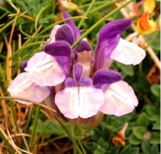 Alpine Skullcap bercampur benih - Scutellaria alpina - 110 biji