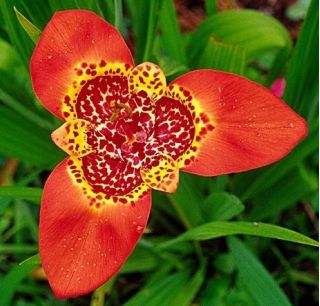Tigridia, mešanica Tiger Flower - 10 žarnic