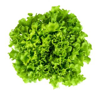الميدان ، خس من نوع باتافيا "Reglice" - Lactuca sativa var. capitata - ابذرة