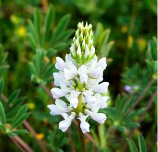 Narrowleaf lupin "Tango" - 1 kg; Smalbladig lupin, Blå lupin - Lupinus angustifolius - frön