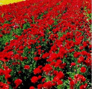 Жовтець, Жовтець Червоний - 10 цибулин - Ranunculus