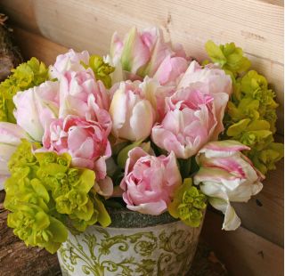 Tulipa Angelique - Tulip Angelique - 5 bulbs