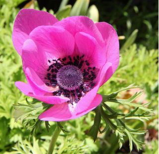 Anemone – Sylphide  – 40 pcs
