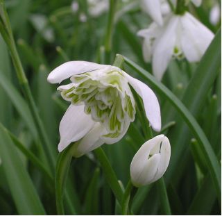 Galanthus nivalis - Flore Pleno - paquet de 3 pièces