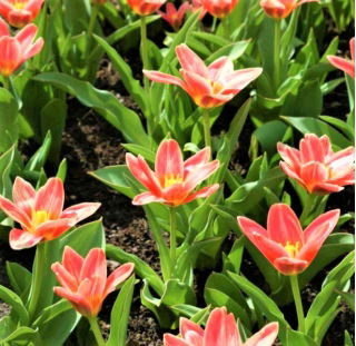 Tulip 'Fashion' - großes Paket - 50 Stück