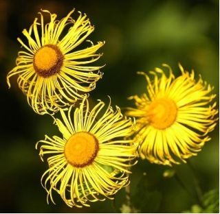 Caucasian Elecampane seeds - Inula orientalis - 140 seeds