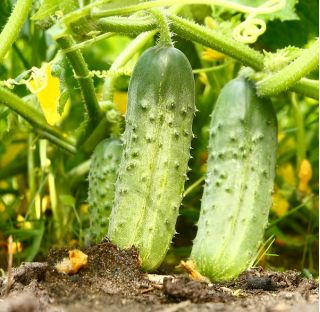 Pepino - Polan F1 - Cinta de semillas - Pepinos de alto rendimiento, fáciles de plantar en cinta