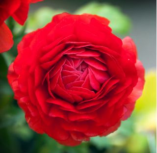 Жовтець, Жовтець Червоний - 10 цибулин - Ranunculus