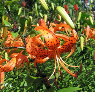Лилиум, Лили Тигринум - луковица / грудка / корен - Lilium Tigrinum