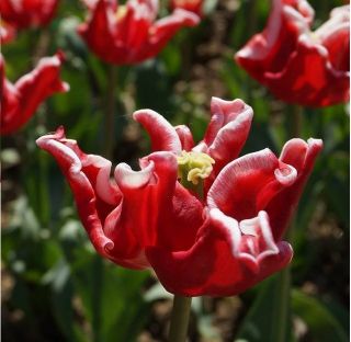 Vương miện hoa tulip thanh lịch - 5 chiếc - Tulipa Elegant Crown