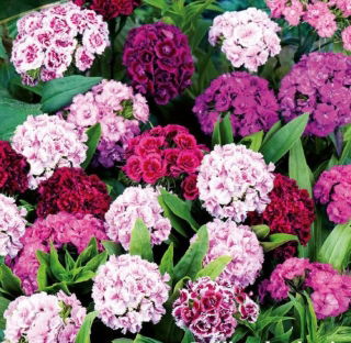 Borstnejlika - Pinocchio - mix - 450 frön - Dianthus barbatus