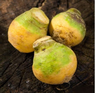 อาหารสัตว์ rutabaga "Saba" - 10 กรัม หัวผักกาดสวีเดน, neep, snagger, swede - 