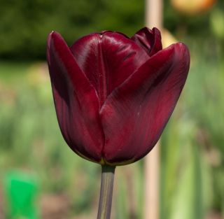 Tulipa Jan Reus - Tulipán Jan Reus - 5 květinové cibule