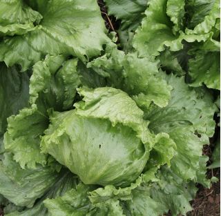 חסה אייסברג "בלמורל" - Lactuca sativa L. var. Capitata - זרעים