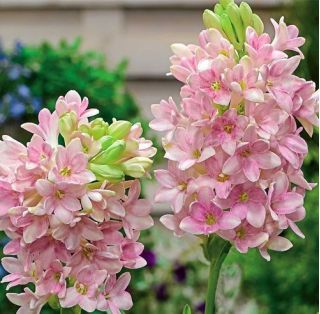 Tuberos - Polianthes Sensation - Polianthes tuberosa