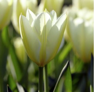 Najčistejšie biele tulipány - Pure White Tulip - 5 kvetinové cibule - Tulipa White Purissima
